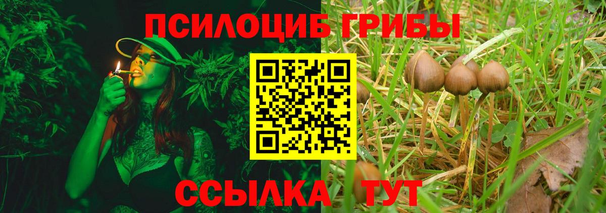 Галлюциногенные грибы Psilocybine cubensis Лысьва